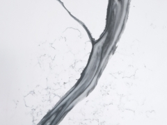 Calacatta White